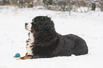 Bernese mountain dog lies in the snow