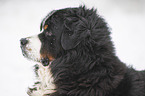Bernese mountain dog portrait