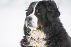 Bernese mountain dog portrait
