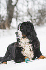 Bernese mountain dog lies in the snow