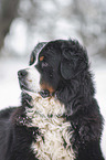 Bernese mountain dog portrait