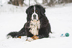 Bernese mountain dog lies in the snow