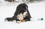 Bernese mountain dog lies in the snow