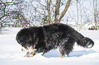 Bernese mountain dog in the winter