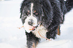 Bernese mountain dog in the winter