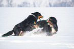 2 Bernese Mountain Dogs in the snow
