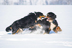 2 Bernese Mountain Dogs in the snow