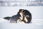 2 Bernese Mountain Dogs in the snow