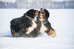 2 Bernese Mountain Dogs in the snow
