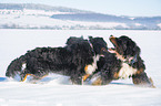 2 Bernese Mountain Dogs in the snow