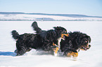 2 Bernese Mountain Dogs in the snow