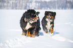 2 Bernese Mountain Dogs in the snow