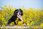 lying Bernese Mountain Dog