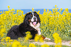 lying Bernese Mountain Dog