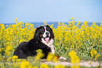 lying Bernese Mountain Dog