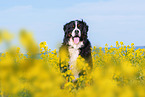 sitting Bernese Mountain Dog