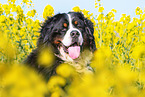 Bernese Mountain Dog Portrait