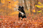 young Bernese Mountain Dog