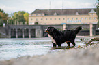 bathing Bernese Mountain Dog