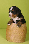 Bernese Mountain Dog Puppy