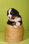Bernese Mountain Dog Puppy