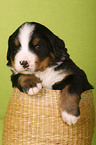 Bernese Mountain Dog Puppy