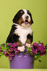 Bernese Mountain Dog Puppy