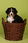 Bernese Mountain Dog Puppy