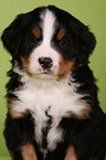 Bernese Mountain Dog Puppy