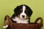 Bernese Mountain Dog Puppy