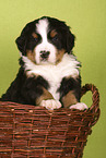 Bernese Mountain Dog Puppy