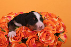 Bernese Mountain Dog Puppy