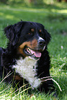 lying Bernese Mountain Dog