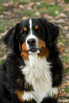 Bernese Mountain Dog Portrait