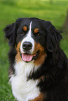 Bernese Mountain Dog Portrait