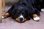 lying Bernese Mountain Dog