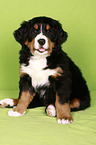 Bernese Mountain Dog Puppy