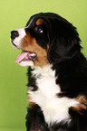 Bernese Mountain Dog Puppy