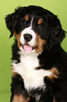 Bernese Mountain Dog Puppy