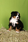 Bernese Mountain Dog Puppy
