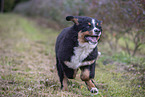 young Bernese Mountain Dog