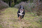 young Bernese Mountain Dog