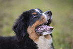 young Bernese Mountain Dog
