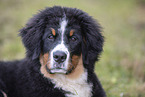 young Bernese Mountain Dog