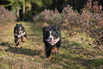 2 Bernese Mountain Dogs