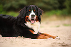 lying Bernese Mountain Dog