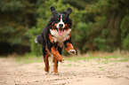 running Bernese Mountain Dog