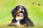 young Bernese Mountain Dog