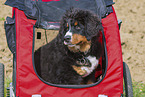young Bernese Mountain Dog