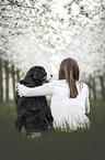 female Bernese Mountain Dog